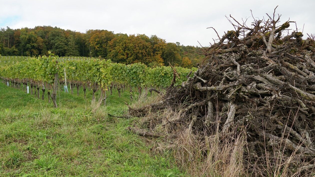 vigneti-estirpati-uiv