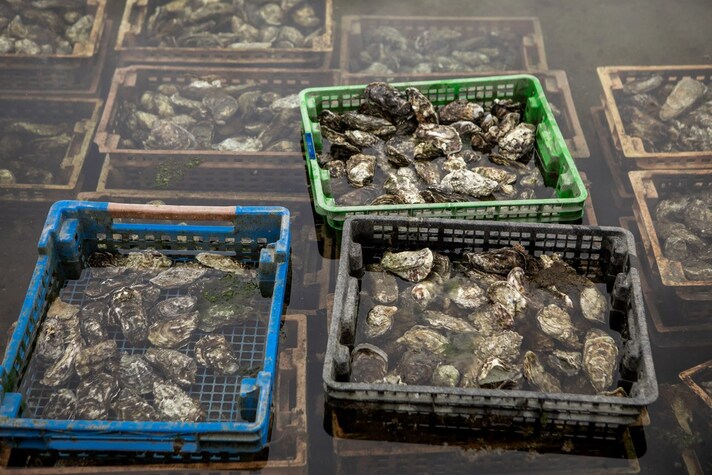 cozze-ostriche-inquinamento