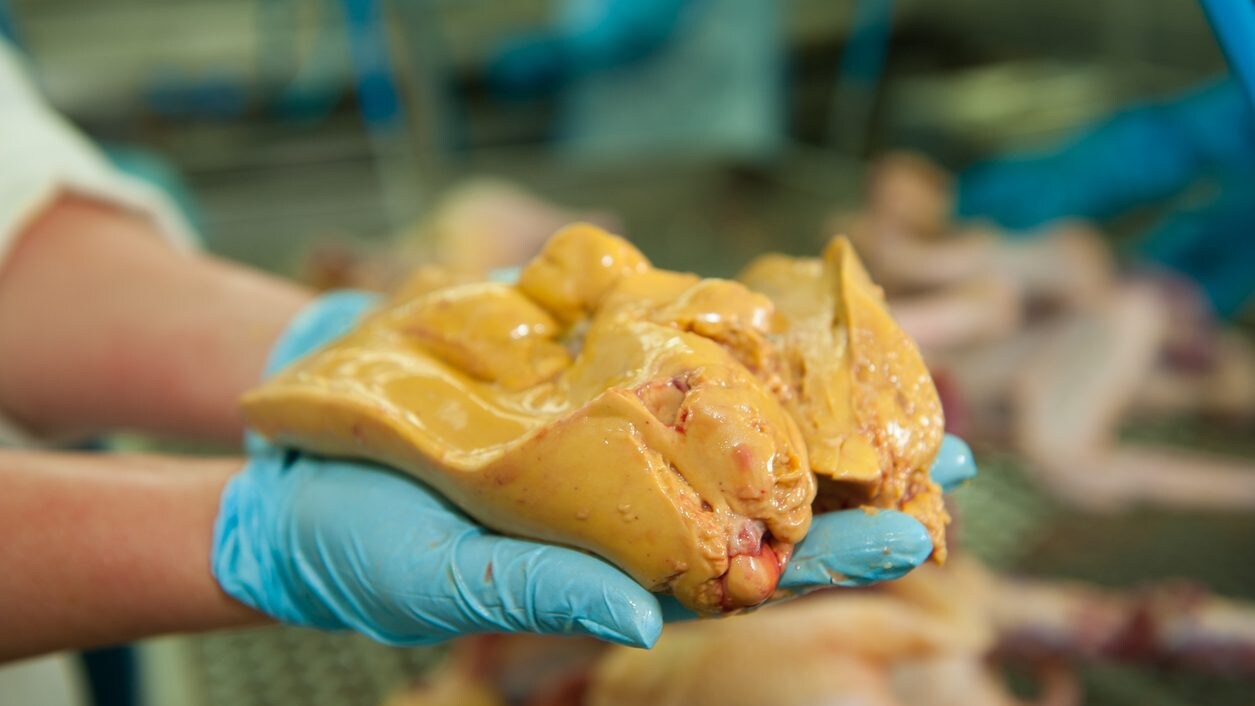 olimpiadi-foie-gras