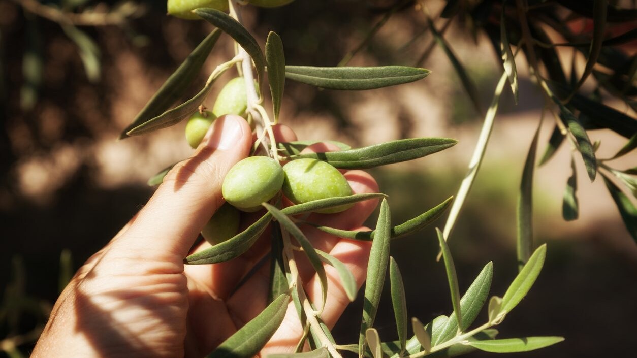 olive-obesita