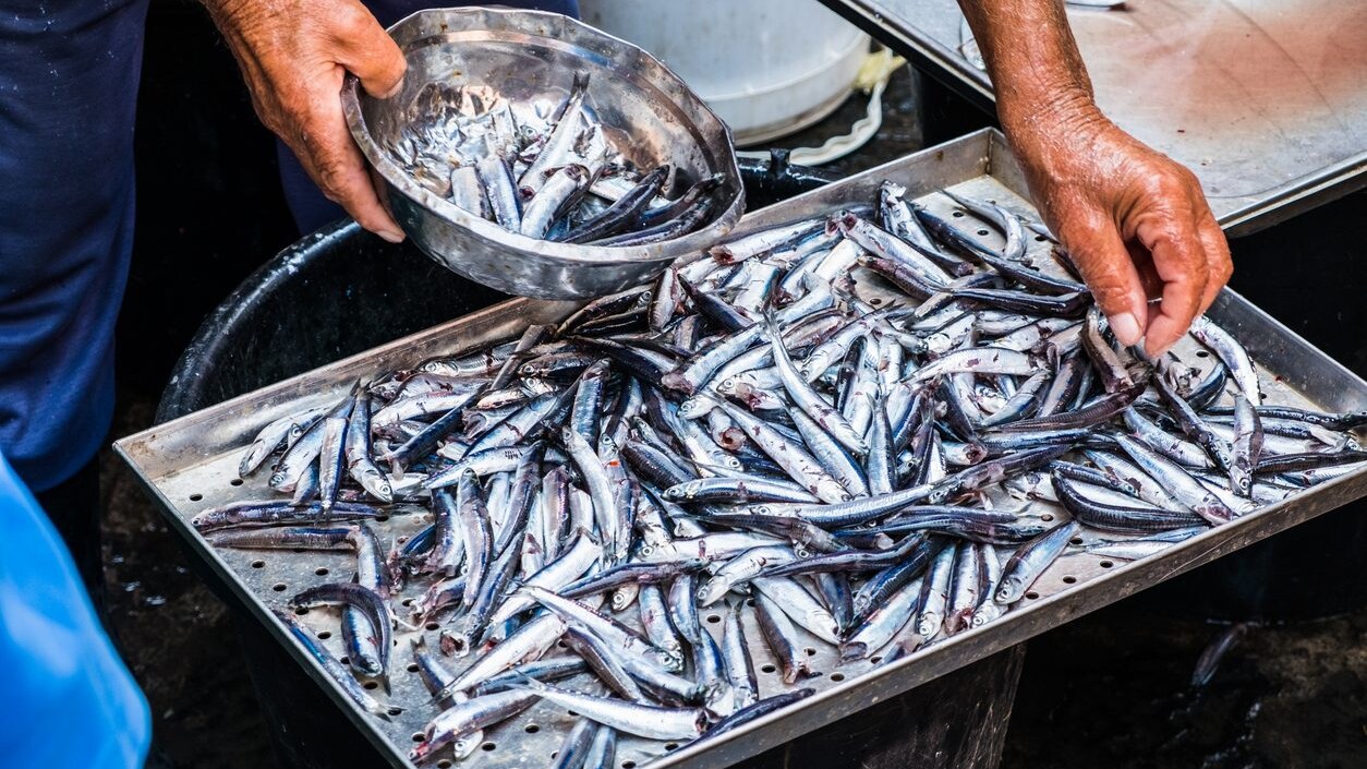 pesca-sostenibile-wwf