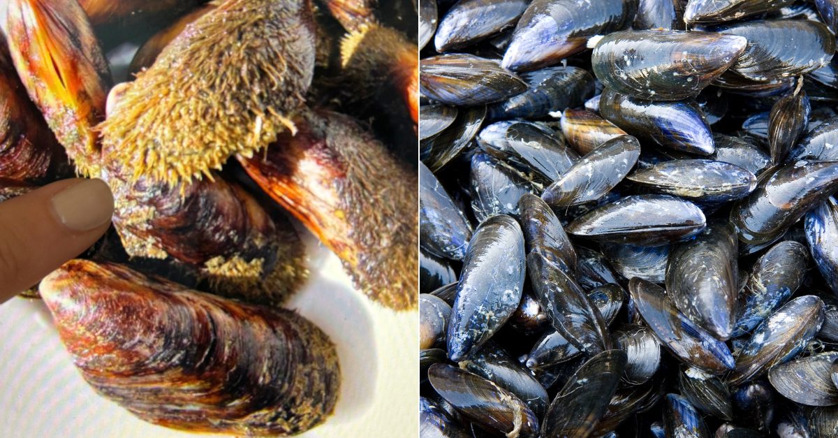 Cozze e cozze pelose: in cosa differiscono e come usarle al meglio in