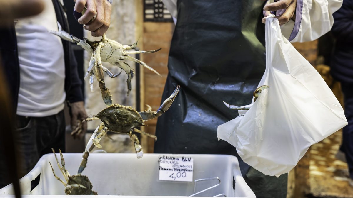 granchio-blu-emergenza