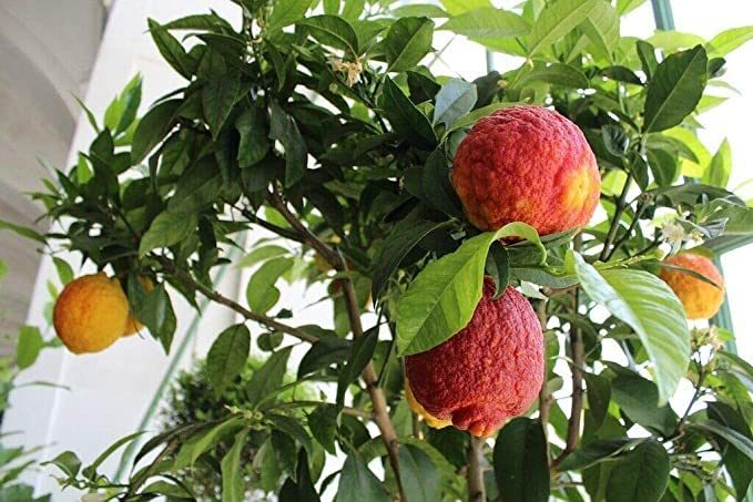 limone-rosso