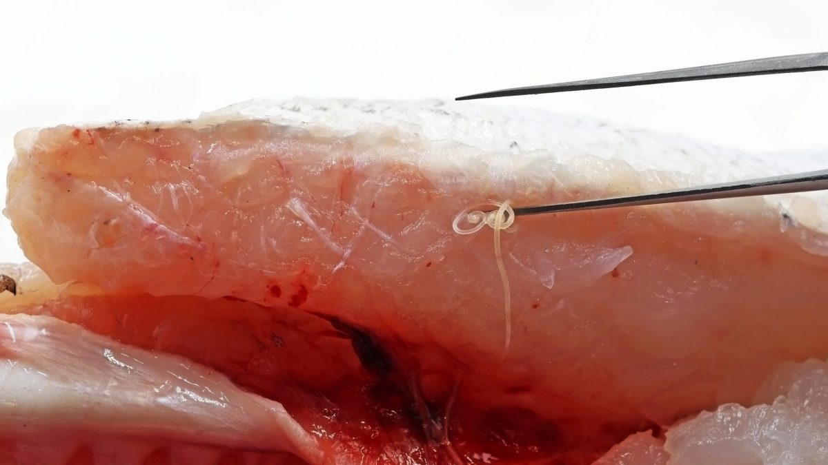 pesce-vermi-olimpiadi