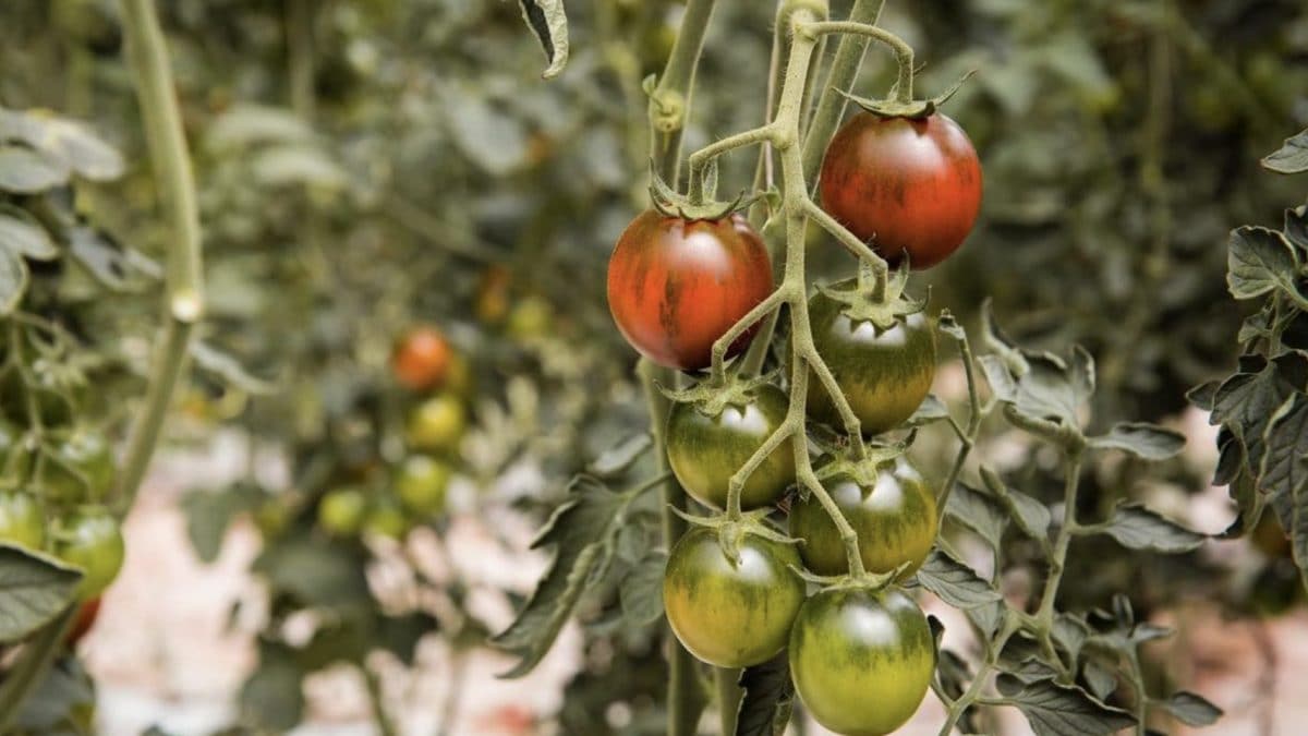 pomodori-camone-sardegna