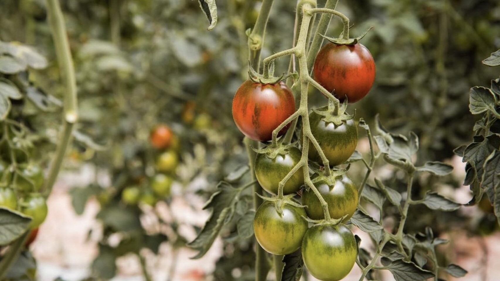 pomodori-camone-sardegna