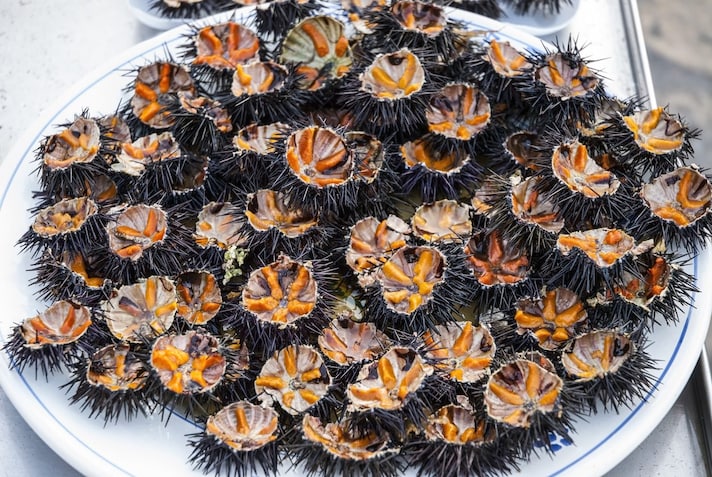 ricci-di-mare-curiosita-estinzione