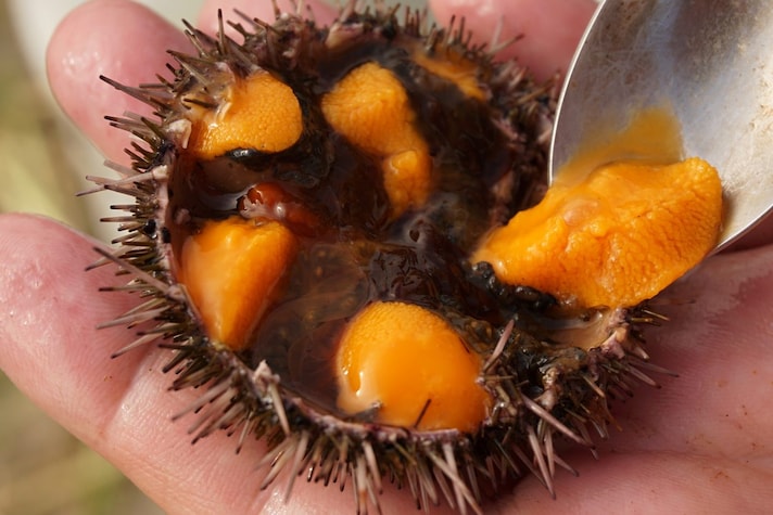 ricci-di-mare-curiosita-polpa-arancione