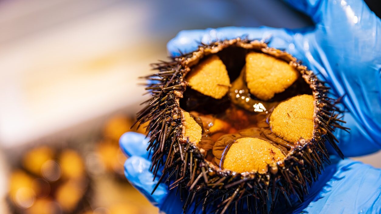 ricci-di-mare-curiosita