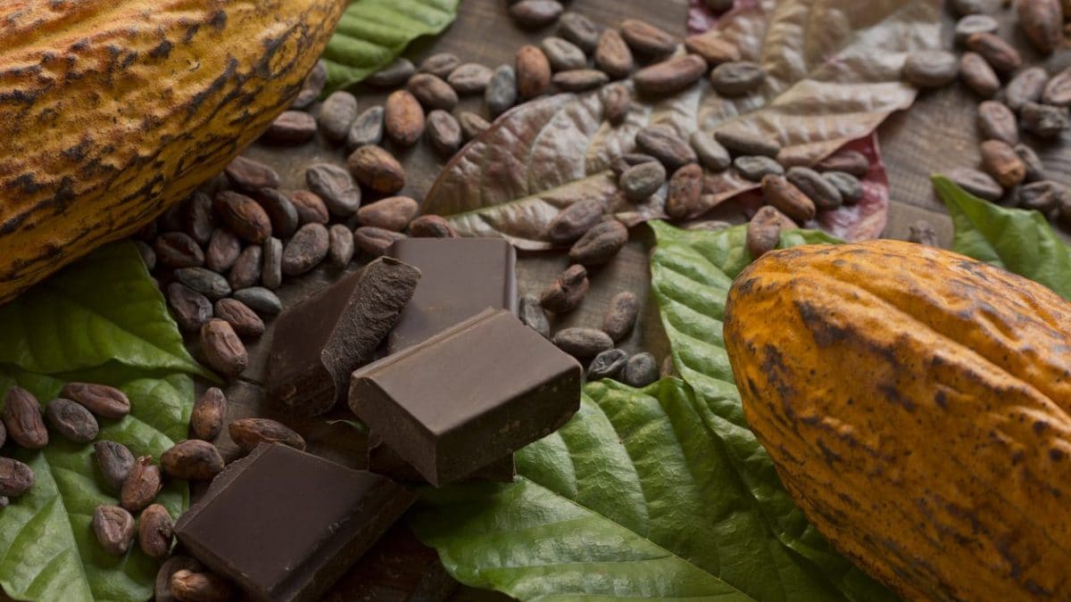 cacao-frutto
