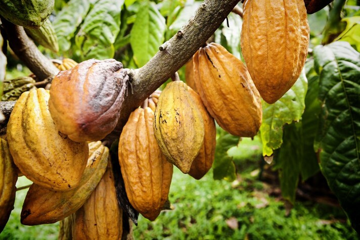 cacao-ricerca-senza-zuchero