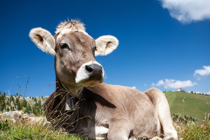 come-fare-spesa-sostenibile-riduci-carne
