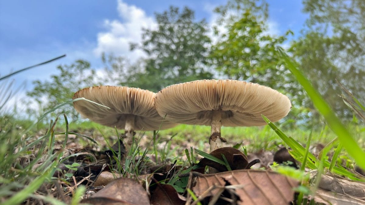 fungo-velenoso-calabria-nuovo