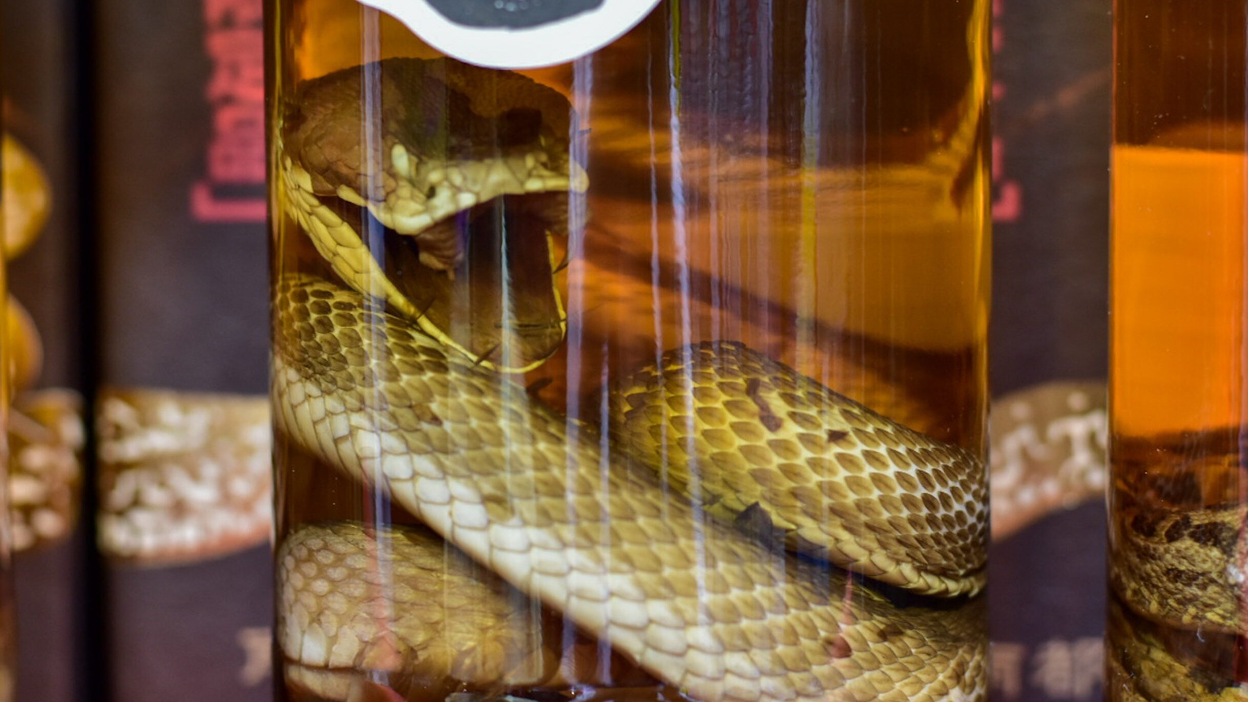 habushu-liquore-serpente