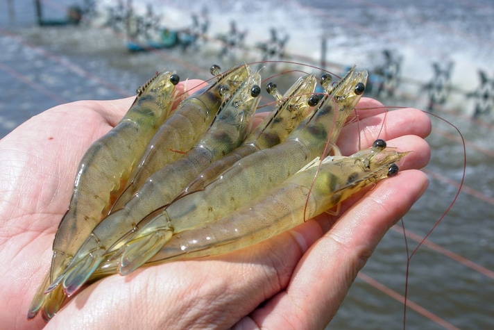 insetti-crostacei-similitudini
