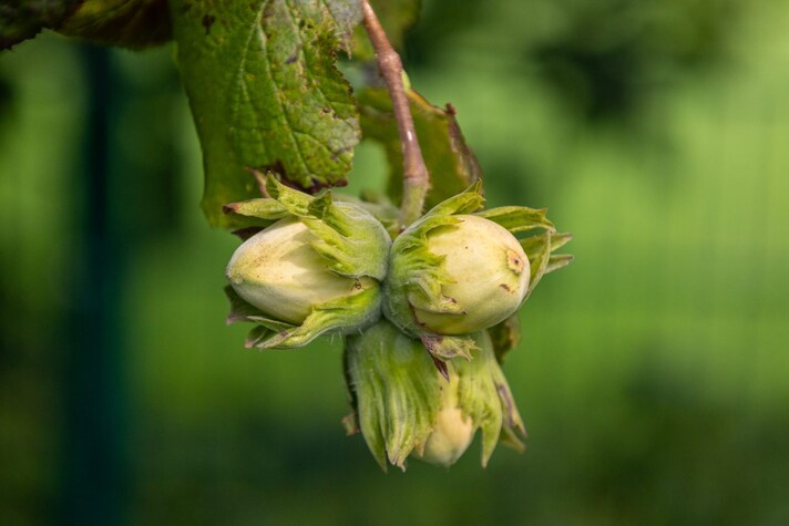 nocciole-crisi