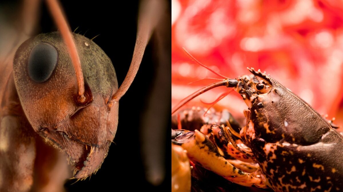 perche-insetti-no-e-crostacei-si