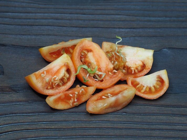 pomodori-germogliati-interno-vermi