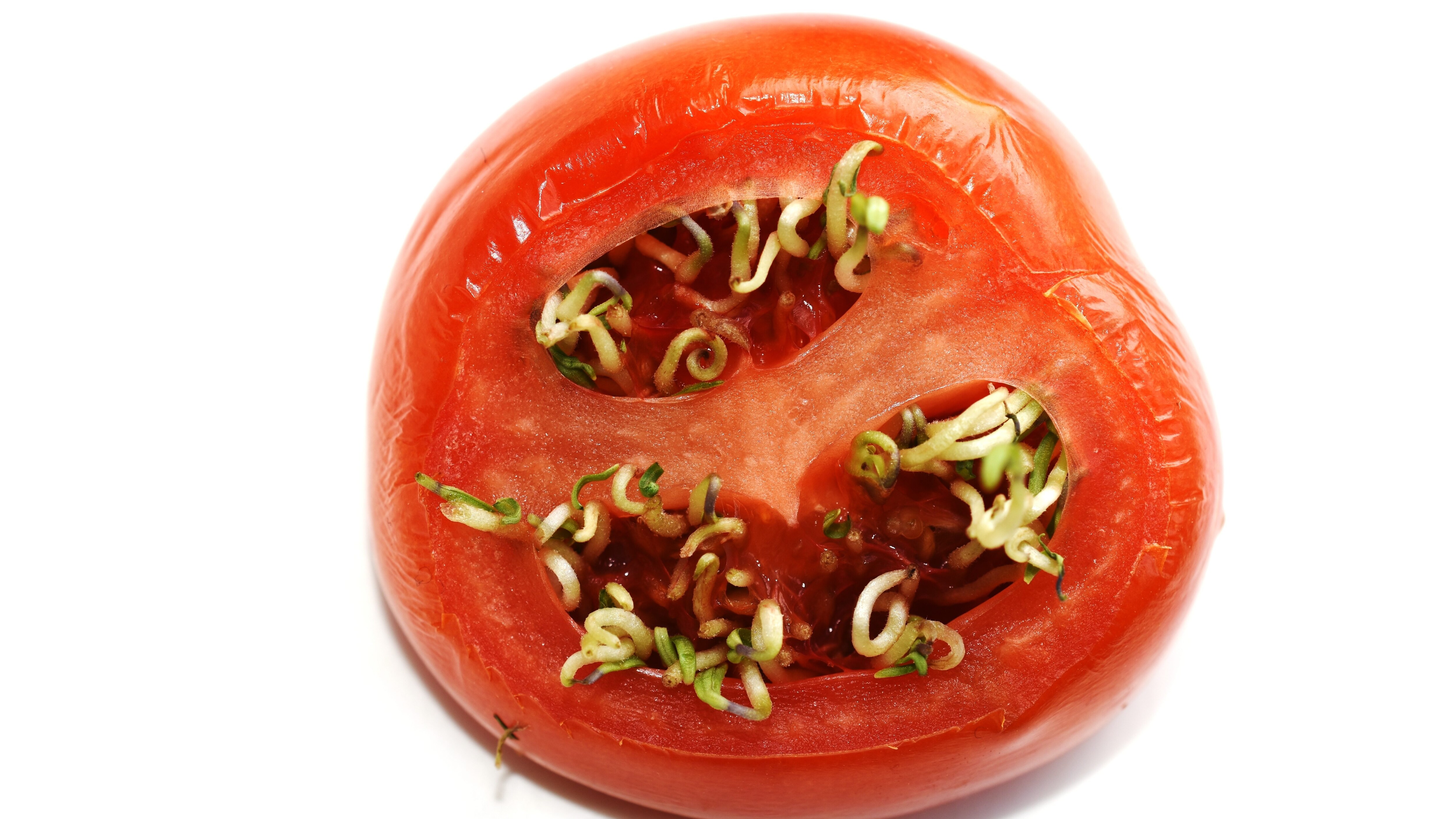 pomodori-germogliati