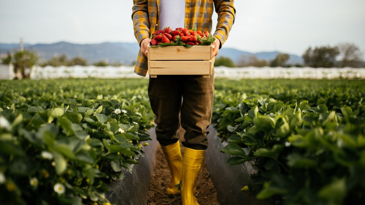 servizio-civile-agricolo-lollobrigida