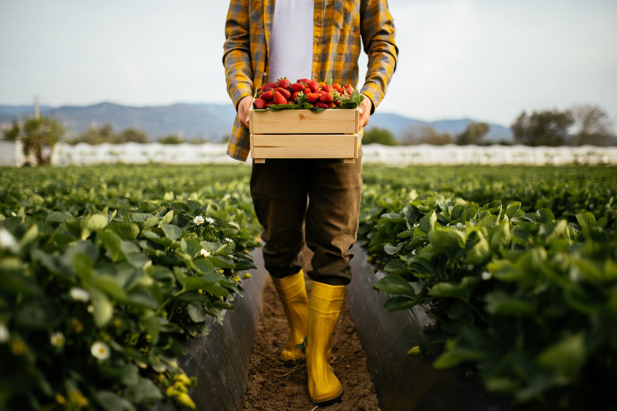 servizio-civile-agricolo-lollobrigida