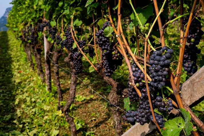 cosa-sono-i-vini-piwi-quali-sono