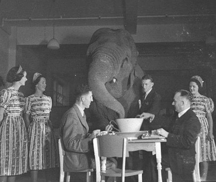 critica-gastronomica-elefante-nella-stanza