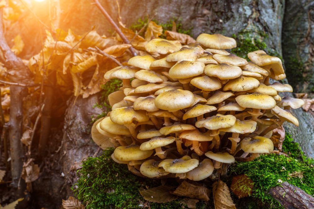Funghi Chiodini Come Sono Fatti Come Pulirli E Come Cucinarli Funghi Chiodini Come Sono Fatti Come Pulirli E Come Cucinarli