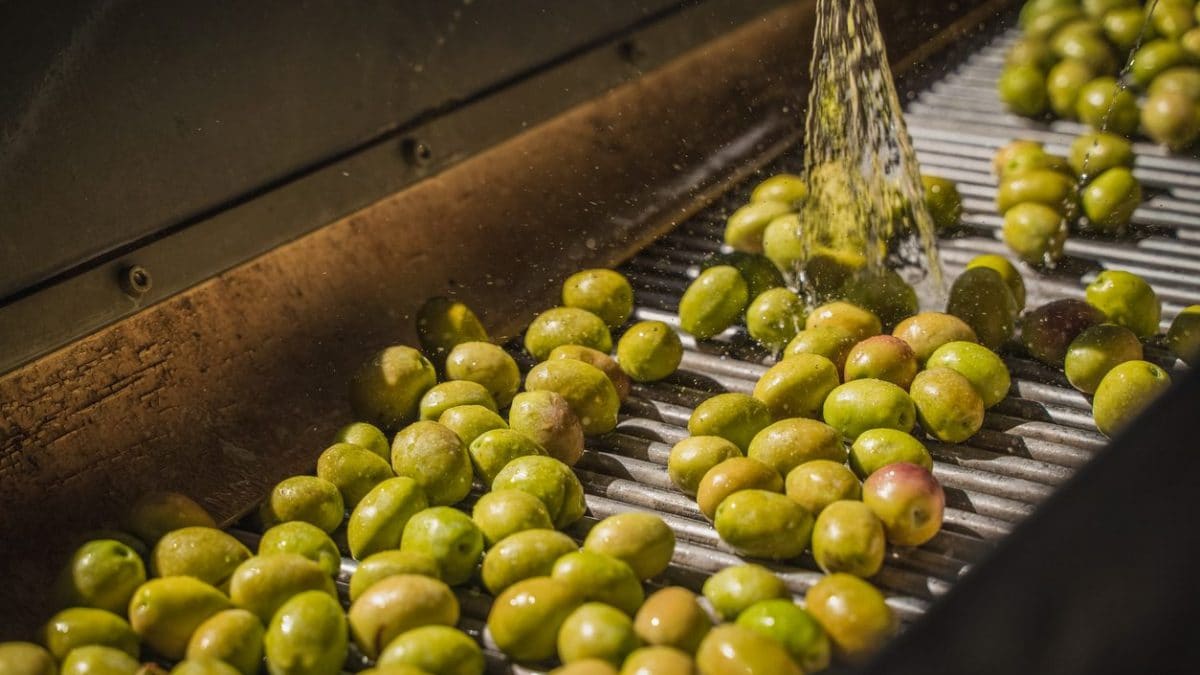 olio-italia-in-crisi