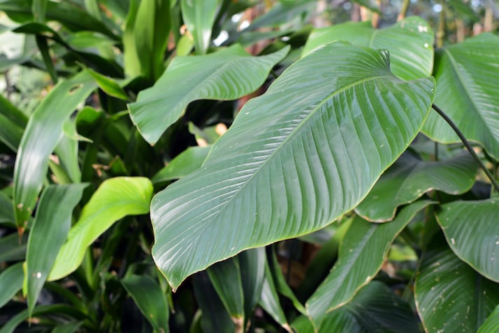 taumatina-pianta