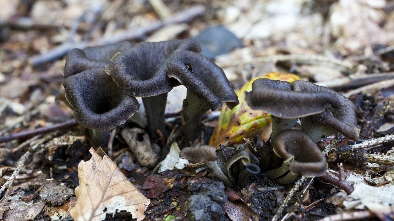 trombette-dei-morti-funghi-perche-si-chiamano-cosi