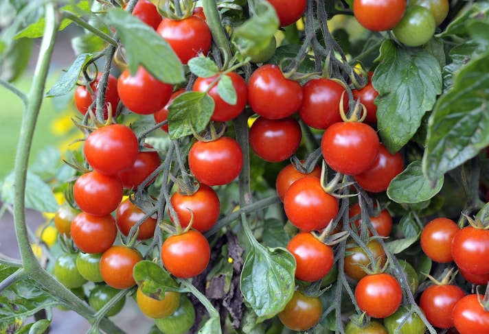 che-pomodoro-usare-pizza-pomodori-crudi-ciliegini-datterini