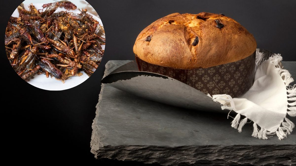 panettone-farina-grilli