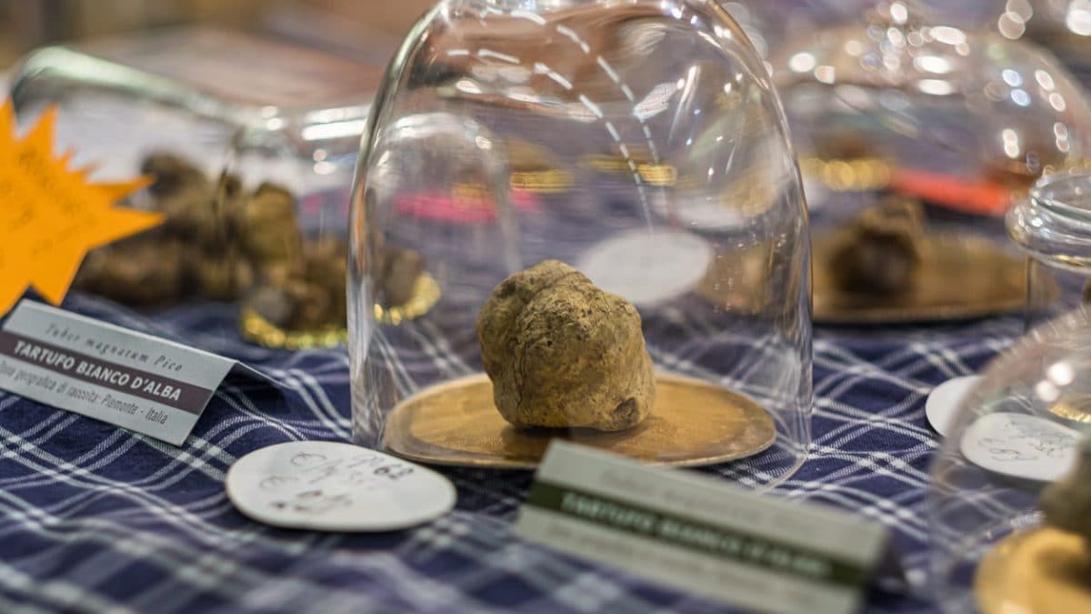 tartufo-bianco-alba-asta-beneficenza