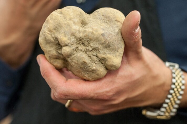 tartufo-bianco-alba-asta-beneficenza-140-mila-euro
