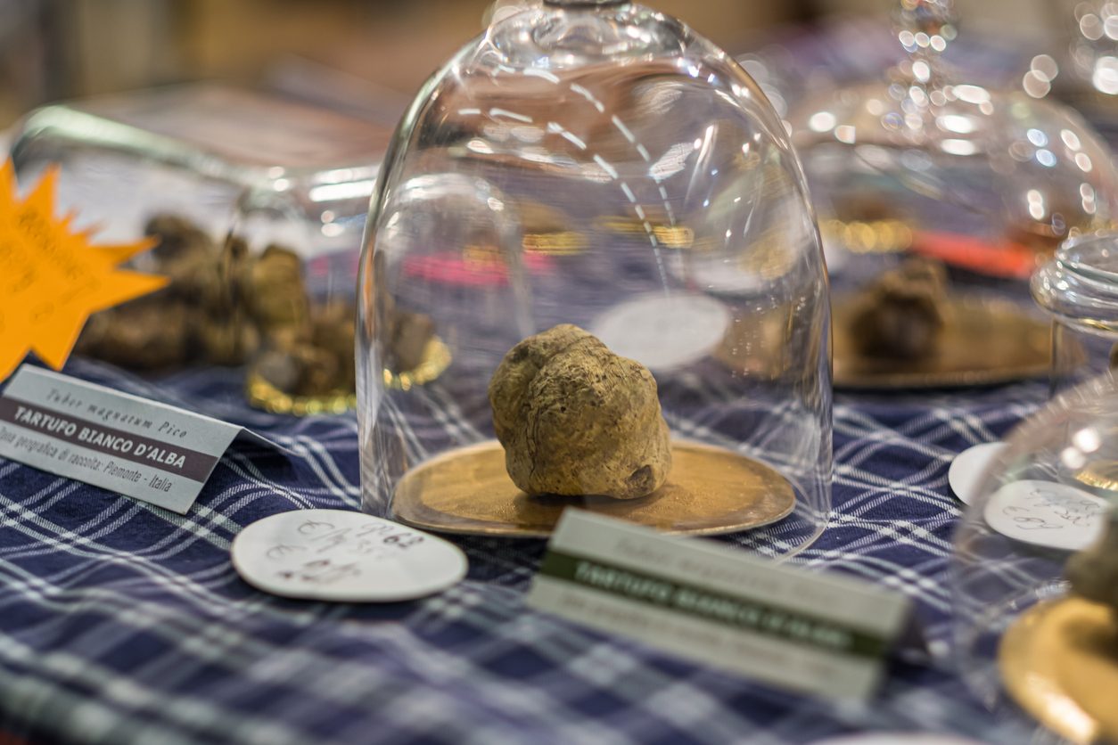 tartufo-bianco-alba-asta-beneficenza