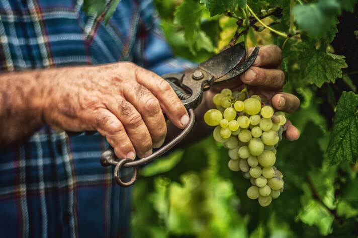 produzione-mondiale-vino-elettolitri