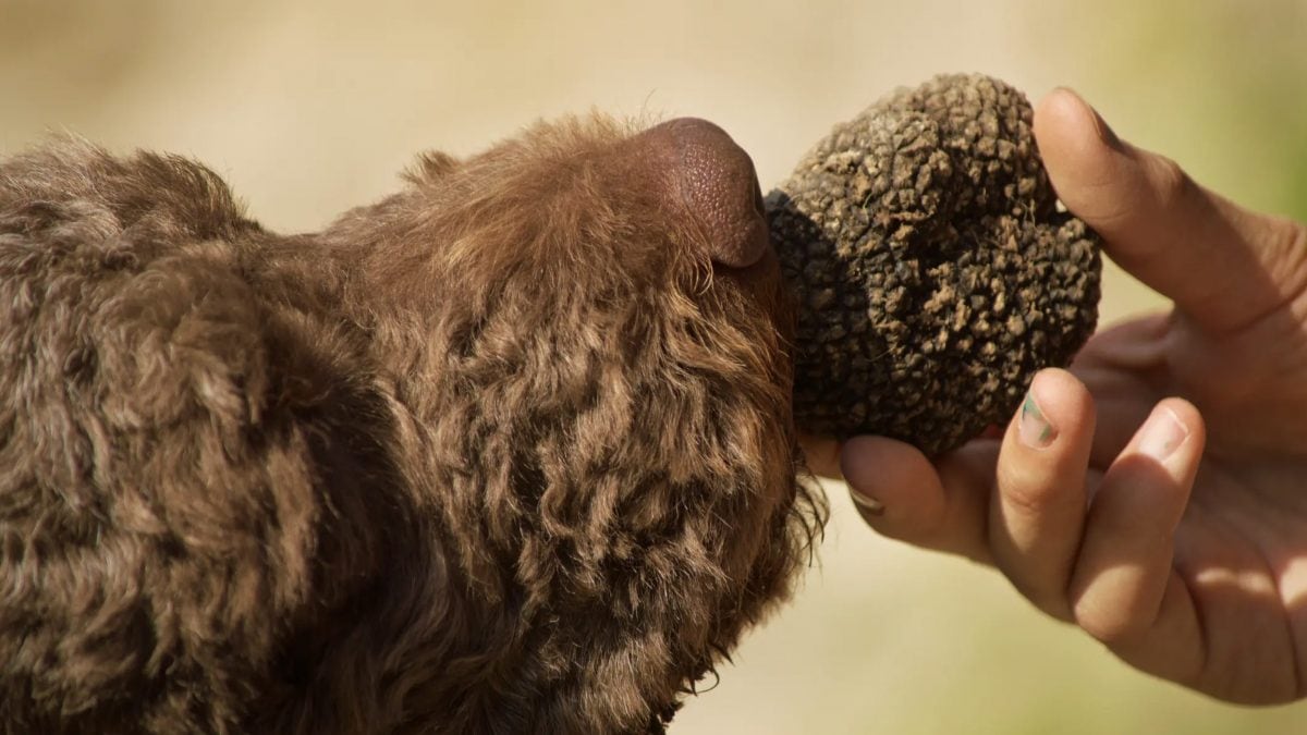 cani-tartufo-america