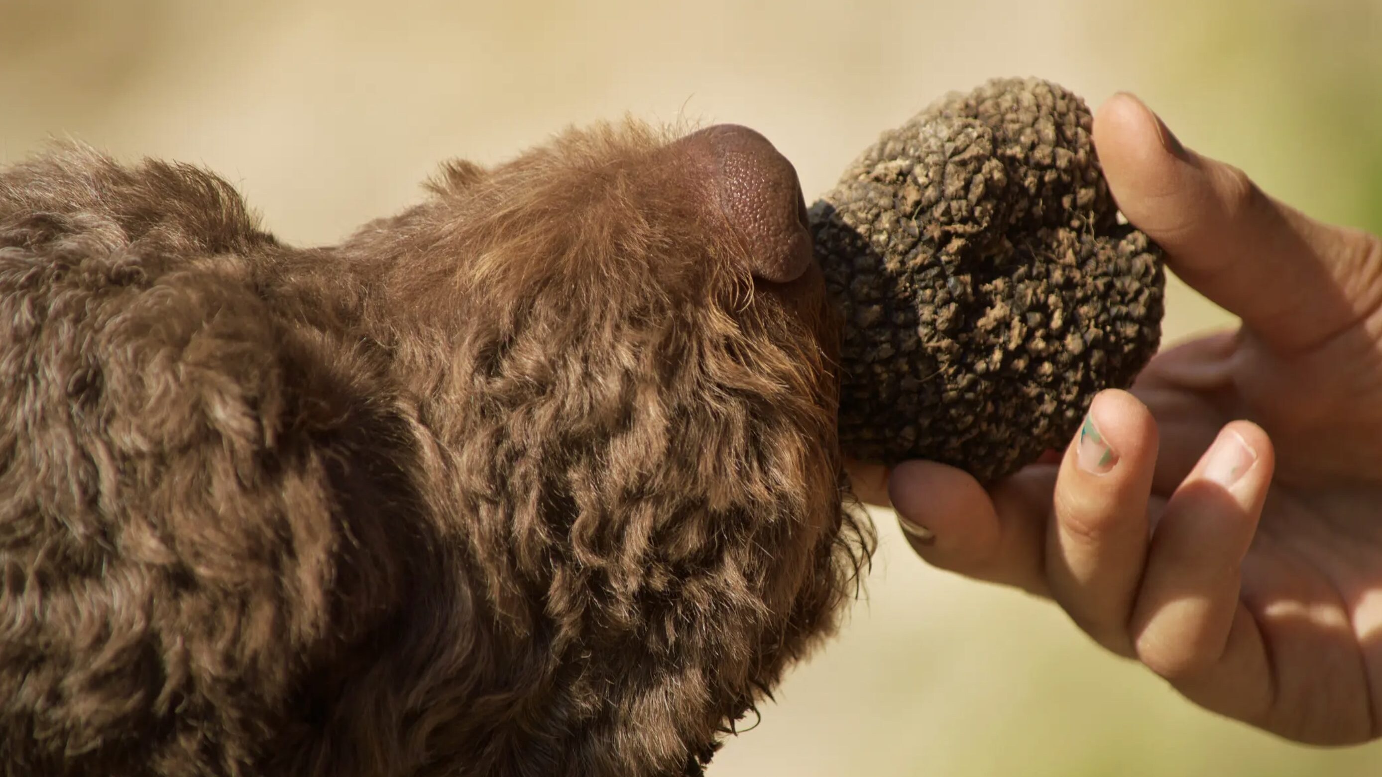 cani-tartufo-america