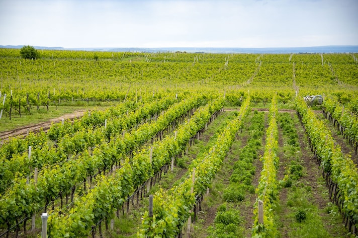 aglianico-storia