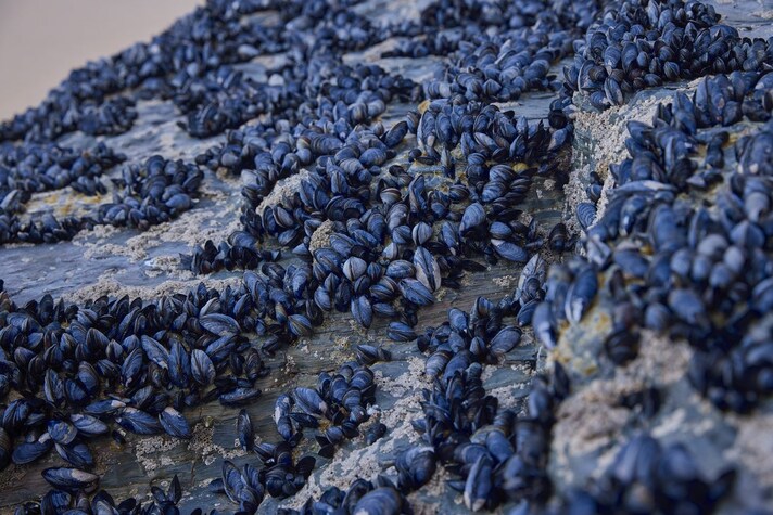 cozze-varsavia