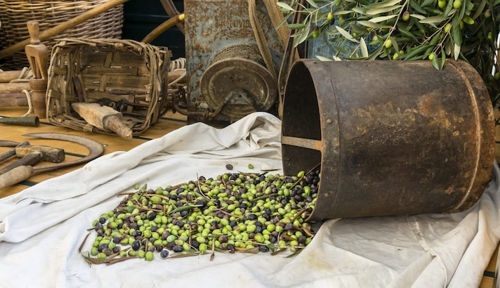 olive-taggiasche