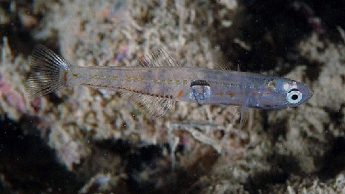 rossetti-pesce