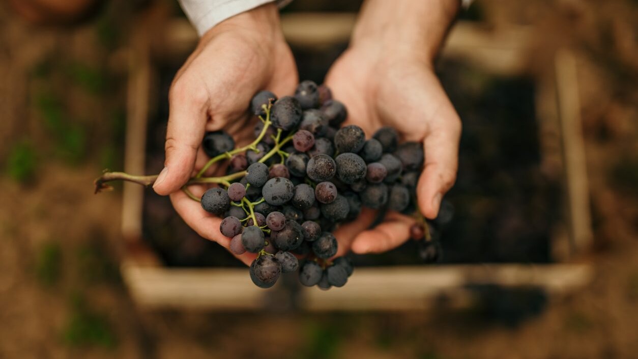 come-scegliere-vino-sostenibile-davvero
