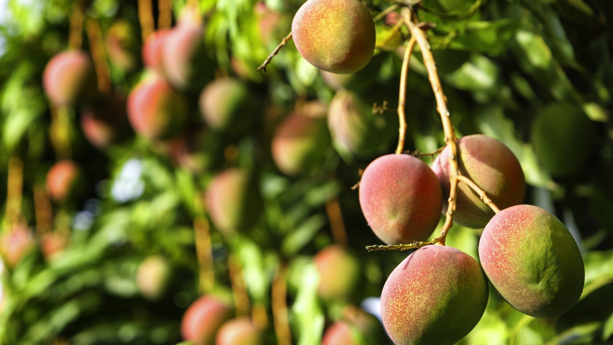 produzione-mango-caffe-papaya-avocado-raddoppia-sicilia