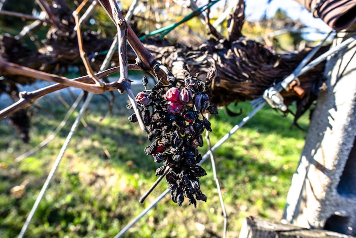 vino-passito-cos-e