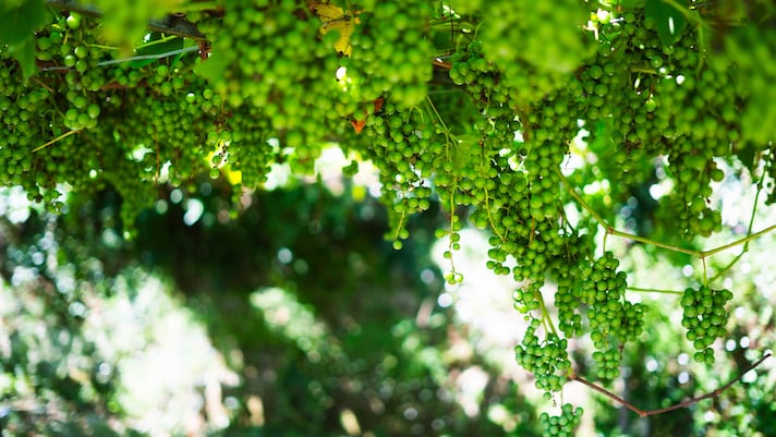 armagnac-come-si-produce