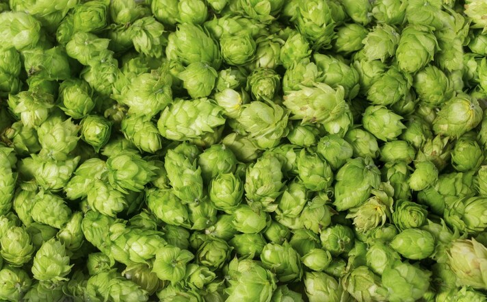 perche-si-inserisce-luppolo-nella-birra