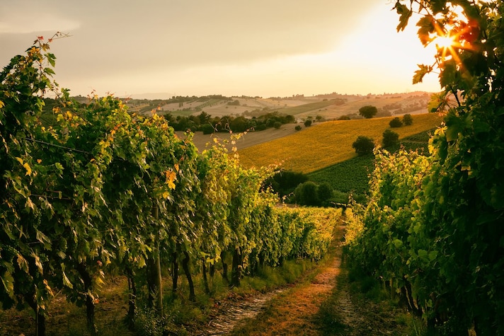 vite-vitigno-vigna-vigneto-differenze